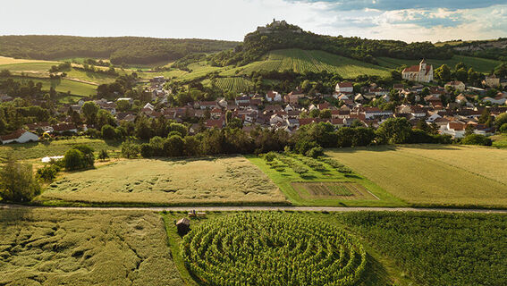 Weingartenlabyrinth Falkenstein