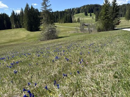 Foto von Similaun entlang der Tour