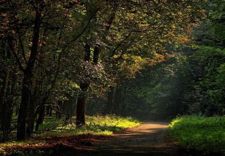 Waldweg im dämmernden Abendlicht