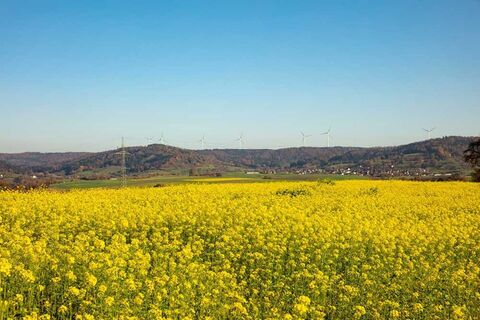 Rapsfeld mit Kieselberg in Gaildorf