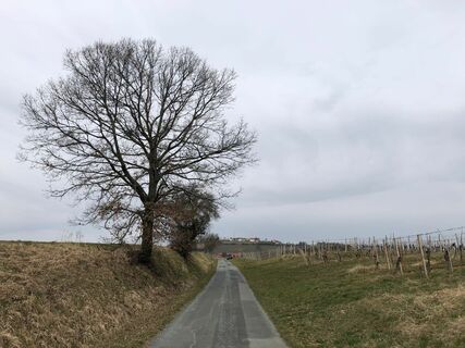 Hohlweg