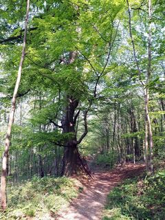 Landwehrweg: urige Buche