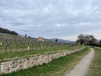 Ab hier gehts dann direkt auf der Trasse an Weingärten entlang