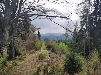Photo de Juliane Jarke le long du parcours