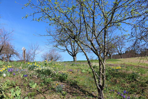 Beginn der Blüte auf einer Wiese im Dobel