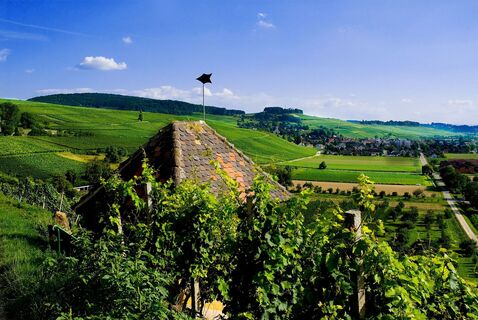 WG Auggen - Landschaft 19