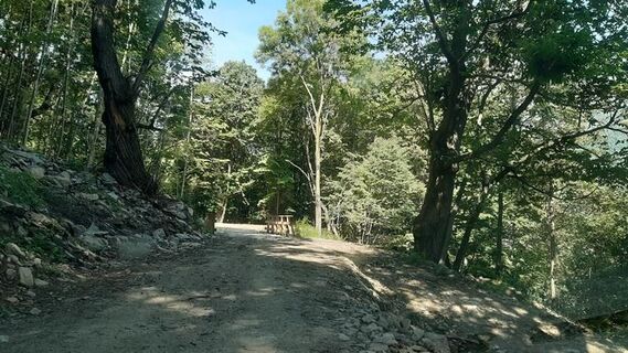 Im Wald des Inverso