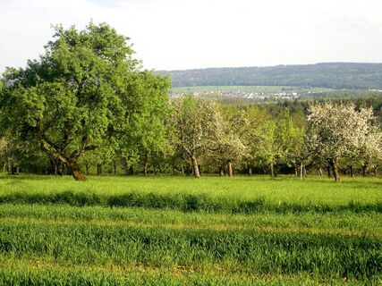 Wiesen rund um Karlsbad