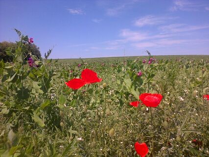 Durch Felder Wandern, Nexing