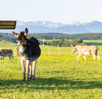 Eschers Unterallgäu Eselhof Allinger
