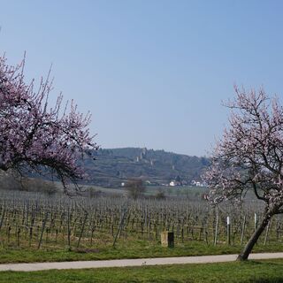 Burgruine Wachtenburg