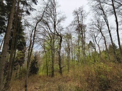 Fotografie de la tiger.64 de-a lungul turului