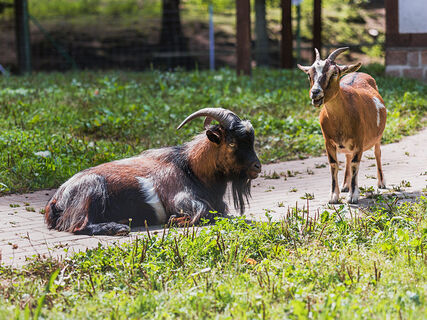 Sahnpark Crimmitschau - Tiergehege