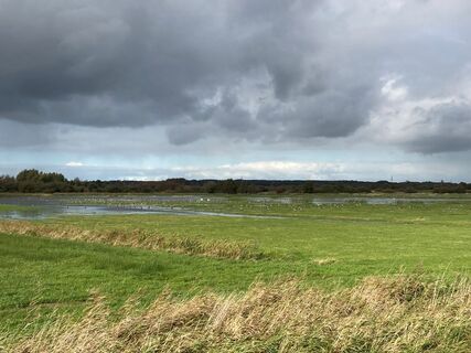 Treenelandschaft am Wilden Moor