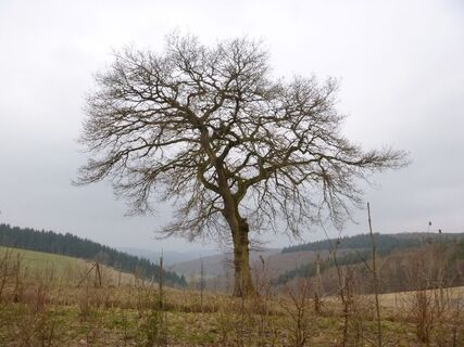 Eiche auf der Hunsrückhöhe