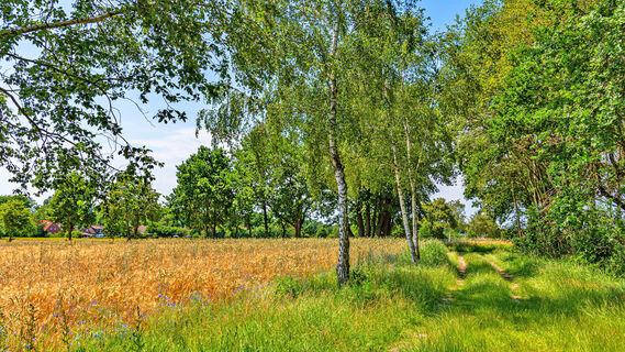 Naturnaher Weg des NORDPFADES Osterberg in völliger Stille