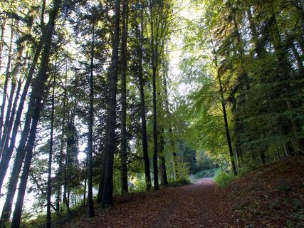 Waldweg nach Mieschern - Gibelegg Rundtour