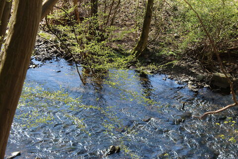 Ennepetal_Ennepe am Hohenstein