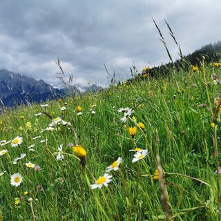 Blumenwiese kurz nach dem Start