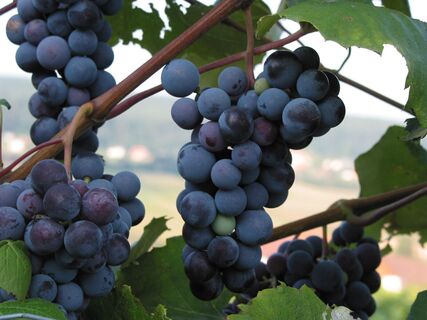 Die Lucullus-Tour führt durch Wein- & Obstgärten