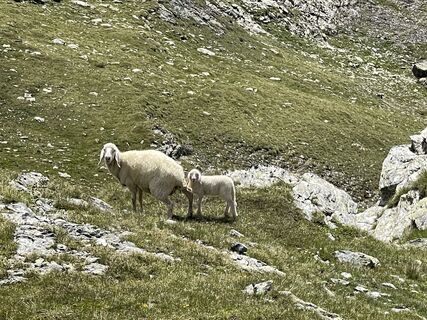 Fotografija s spletne strani David na poti
