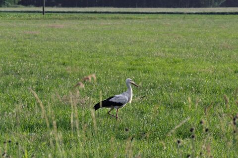 Storch auf der Wiese
