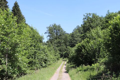 Islek Pfädchen Arzfeld - Waldweg