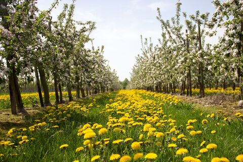 Apfelplantage in der Rhein-Voreifel