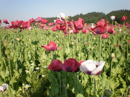 Mohnblüte