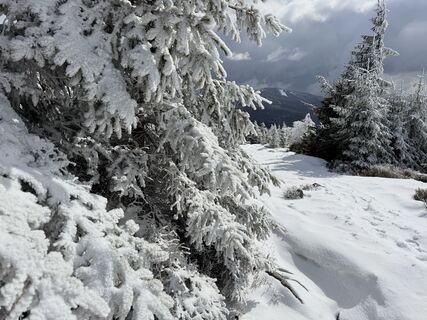 Fotografija s spletne strani Natur_erleben_dg na poti