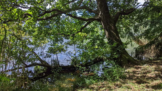 Blick auf den Alice-See vom Naturpfad