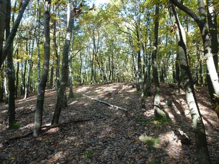 Schöllingwald