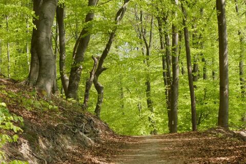 Buchenwälder der Weserhänge