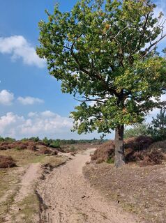 Foto von wandelstef entlang der Tour
