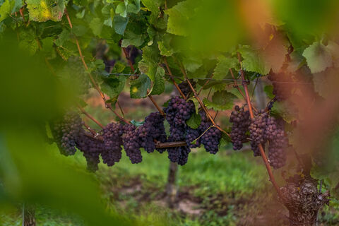 Weinreben bei Erzingen