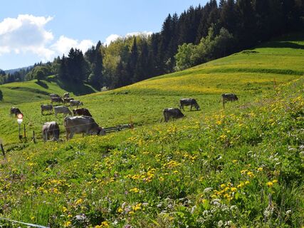 Bergwiese auf dem Weg Richtung Huot