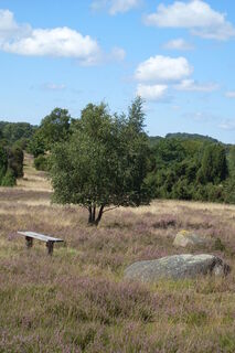 birke-heidelandschaft-bispingen