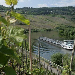 Mosel-Radweg bei Trittenheim