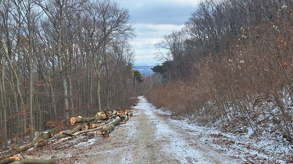 Fotografia z Regina Fleischmann na trase