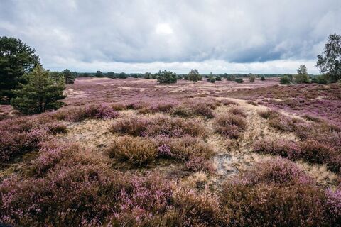 Nemitzer Heide Landschaft