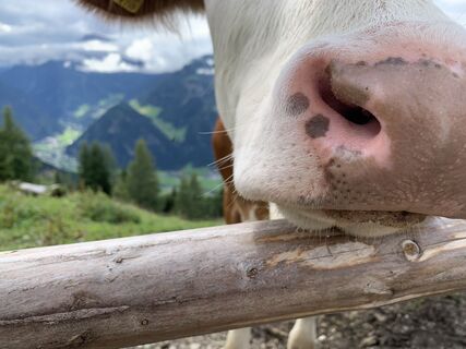 Fotó a Koen De Wit honlapról a túra során