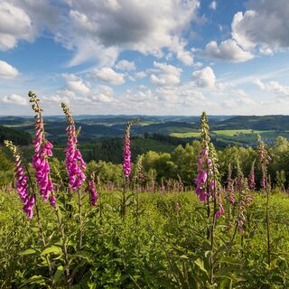 Markshöhe bei Wenholthausen