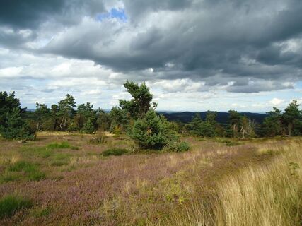 Hochheidelandschaft