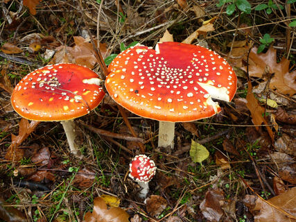 Pilze