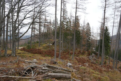 Unschwierig durch den Wald - Suche nach Steigspuren