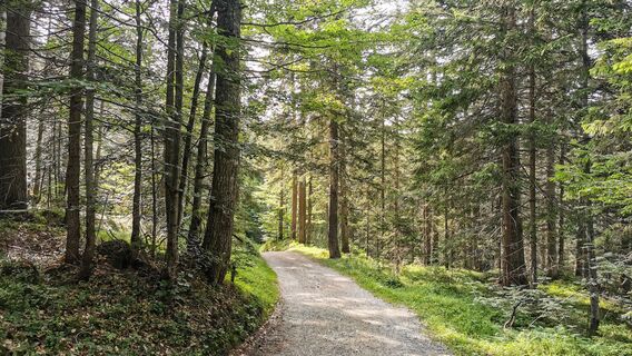 Wander- und Radweg im Wald