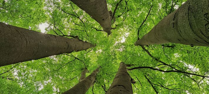 Sechs Brüder Buchen Bad Wünnenberg