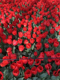 Fotografie de la Silvia Hollenstein de-a lungul turului