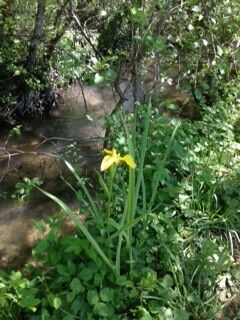 11 flore le long de la Beune