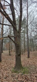 Fotografija s spletne strani Szőlősi József na poti